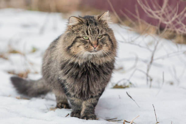 The Siberian is a centuries-old landrace  of domestic cat in Russia, and recently developed as a formal breed with standards promulgated the world over since the late-1980s