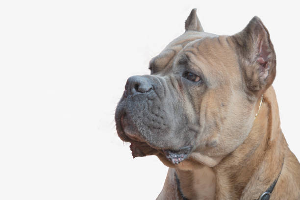 istock Portrait of a Cane Corso Dog on a white background 2192997722