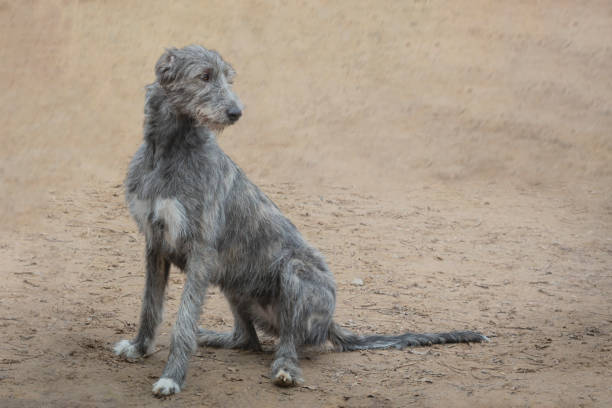 The Irish Wolfhound is a breed of large sighthound that has, by its presence and substantial size, inspired literature, poetry and mythology