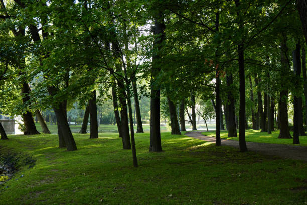 istock A Serene and Tranquil Forest Pathway Surrounded by Lush Greenery and Gentle Sunlight 2192998066