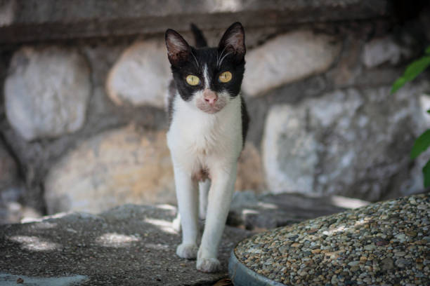 The cat (Felis catus) is a domestic species of small carnivorous mammal. It is the only domesticated species in the family Felidae
