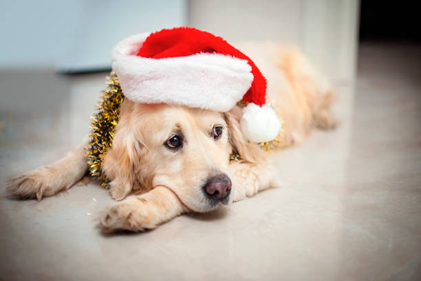 Golden retriever dog in Santa's hat