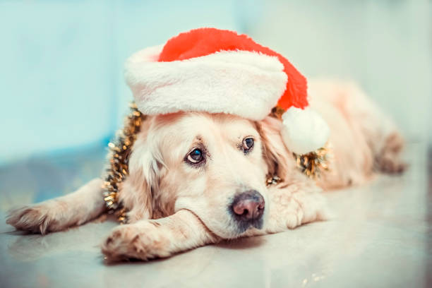 Golden retriever dog in Santa's hat