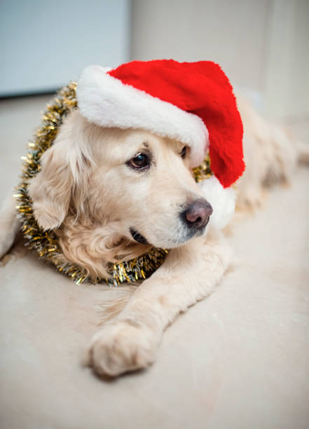 Golden retriever dog in Santa's hat