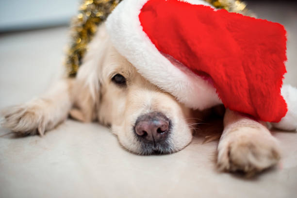 istock Golden retriever dog in Santa's hat 2192998316