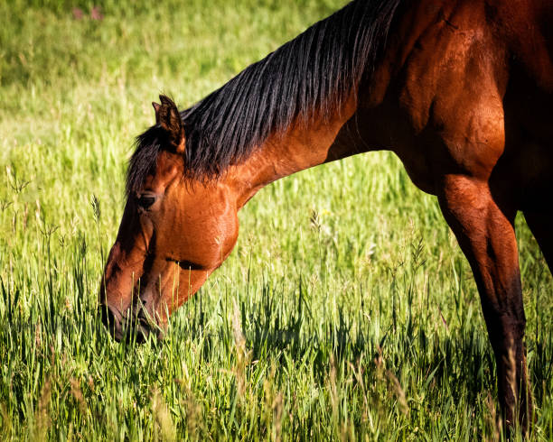 istock Brown Horse Grazing in Lush Green Meadow 2192998669