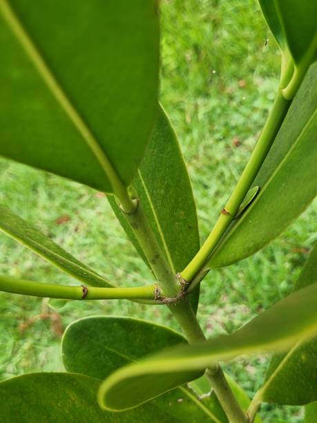 istock Clusia sp. Stem: Robust and Resilient Structure in the Tropical Environment. Upper Surface of Clusia sp. Leaf: Visible Texture and Veins. 2193000047