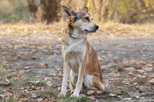 Portrait of beautiful and happy mixed-breed dog on autumn yellow leaves