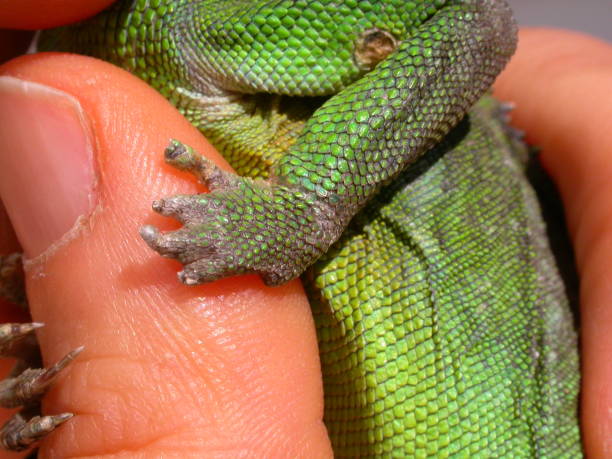istock Severe chronic dehydration in a Chinese water dragon (Phisignatus cocincinus) due to husbandry errors: close-up of a hand. 2193003980
