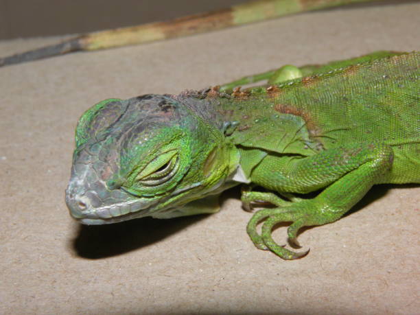 MBD is a common condition in captive iguanas due to dietary errors and lack of UVB radiation. It causes flaccid paralysis and death.
