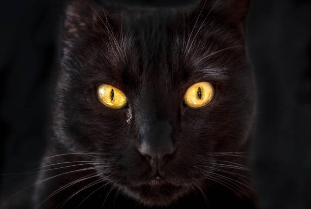 istock Black cat with gold eyes 2193004759
