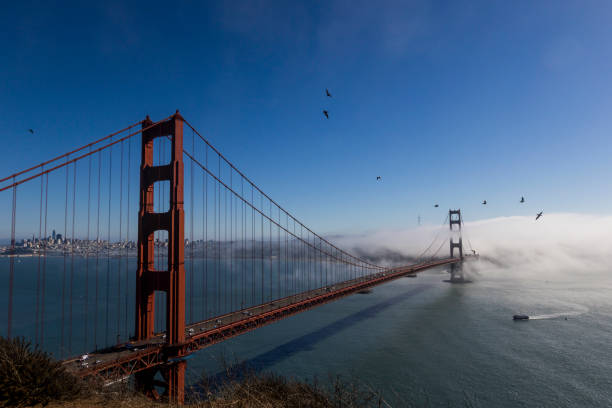 Sea mist clears from the beautiful Golden Gate Bridge in San Fransisco revealing the bay, boats and grey pelicans flying around create a haunting scene of mystery.