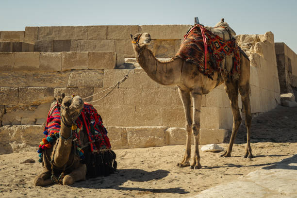 istock Two camels in the Sahara desert in Egypt 2193005556
