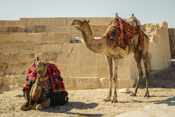 istock Two camels in the Sahara desert in Egypt 2193005727