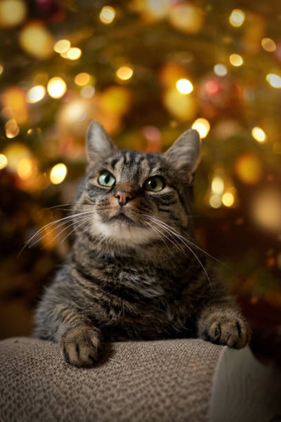 istock Tabby cat lying attentively on a scratching board and looking up 2193007528