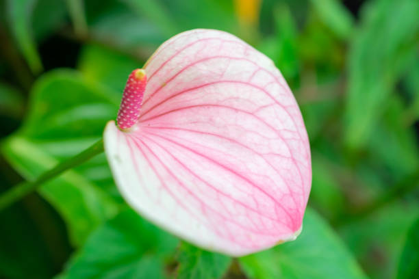 istock Flamingo-lily | Anthurium | Anthurium andraeanum 2193010130