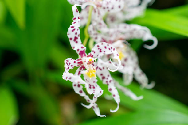 A white orchid, Vanda tricolor, is a striking tropical flower known for its large, fragrant blooms and intricate petal patterns. Native to Southeast Asia, it features white petals accented with purple or brown spots, creating a stunning visual contrast. This elegant orchid thrives in warm, humid environments and is a favorite among orchid enthusiasts and collectors for its exotic beauty and captivating fragrance.