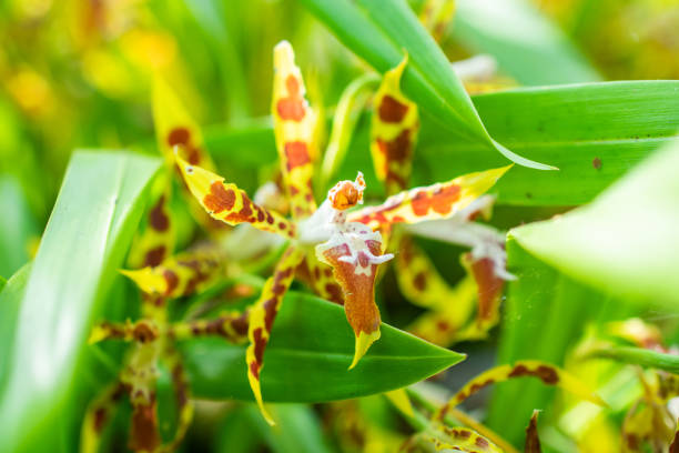 The Cricket Orchid, also known as the Spider Orchid (Brassia caudata), is a striking tropical flower characterized by its long, narrow petals and spider-like appearance. This exotic orchid features green and yellow blooms with brown markings, exuding a unique and dramatic beauty. Commonly found in tropical regions, it thrives in warm, humid conditions and is a popular choice among orchid enthusiasts for its unusual shape and delicate elegance.
