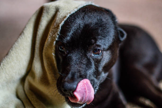istock Image of a black labrador retriever 2193011347