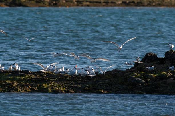 istock Sandwich Tern in flight, Patagonia Argentina. 2193011430