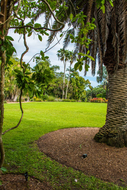 istock Exploring a tropic botanic garden with palm trees. 2193011768