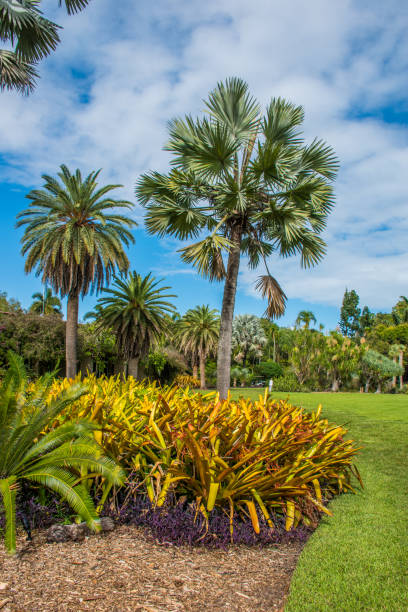 Exploring a tropic botanic garden with palm trees in Coral Gables, Florida.