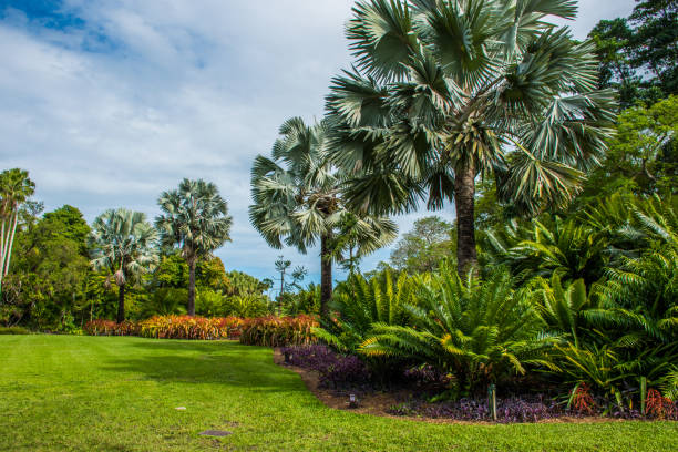 istock Exploring a tropic botanic garden with palm trees. 2193011791