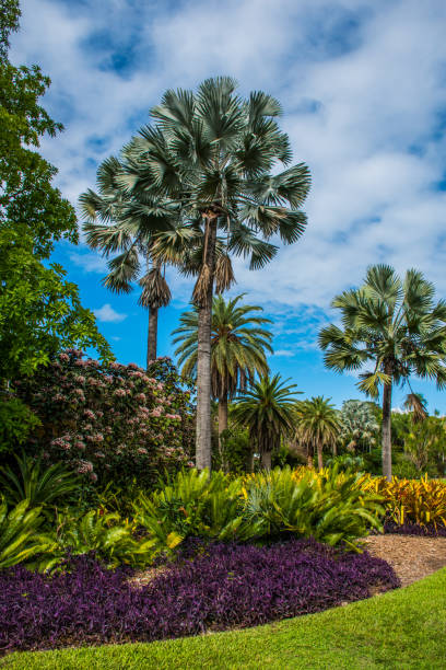 Exploring a tropic botanic garden with palm trees in Coral Gables, Florida.