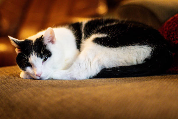 istock Image of a black and white cat 2193011882