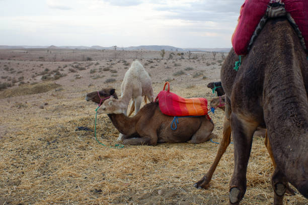 Osama Riding Camel 110+ Arabian Man And Tourist Riding A Camel Stock Photos, Pictures ...