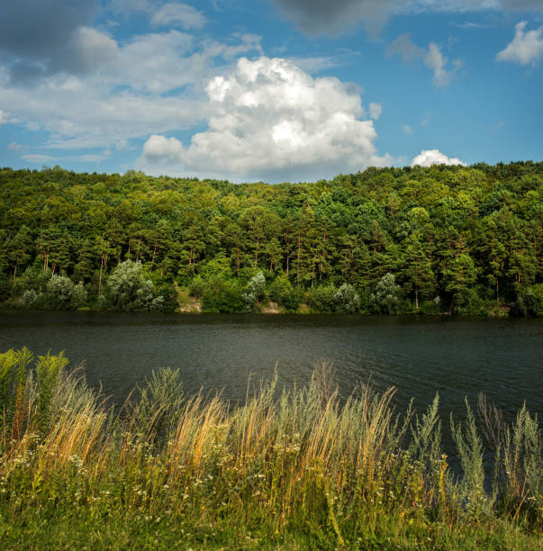 dry grasses, wild summer flowers, view across a pond shore with pine trees under a bright blue sky