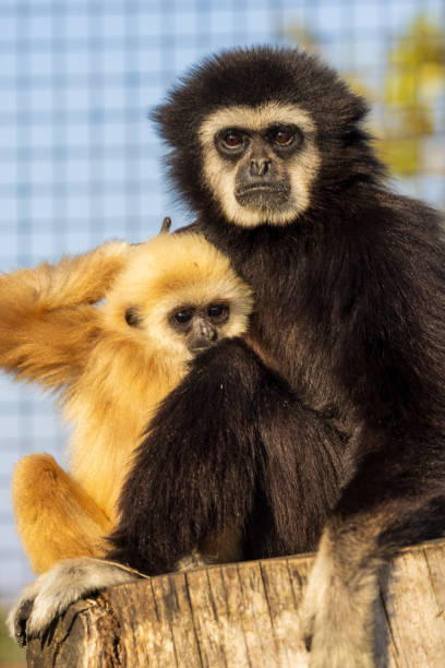 istock Gibbon Bond: Mother and Baby Together 2193014865