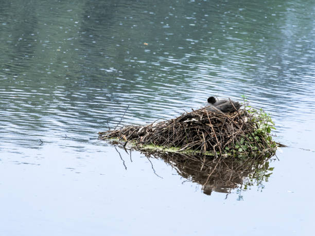 istock Coot on typical sticks and branches nest surrounded by water 2193015963