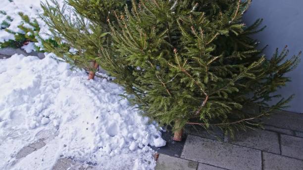 istock Unwanted Coniferous Christmas Tree Dumped Outdoors after Christmas Season for Garbage Collection by City Cleaning Municipal Service 2193016953