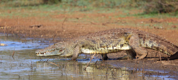 istock Nilkrokodil / Nile crocodile / Crocodylus niloticus 2193017172