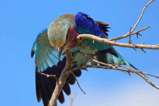 istock Gabelracke / Lilac-breasted roller / Coracias caudata 2193017327