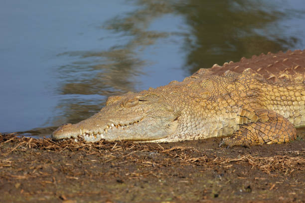 istock Nilkrokodil / Nile crocodile / Crocodylus niloticus 2193017407