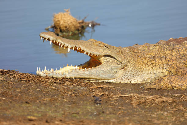 Nilkrokodil / Nile crocodile / Crocodylus niloticus