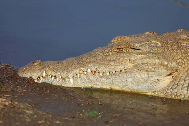 istock Nilkrokodil / Nile crocodile / Crocodylus niloticus 2193017541