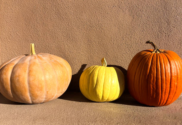 Three Sunlit Pumpkins in a Row: Bronze, Yellow, and Orange