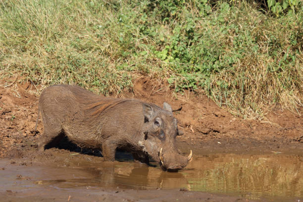 Warzenschwein / Warthog / Phacochoerus africanus