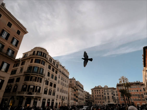 Sunset bird silhouette in the city of Rome