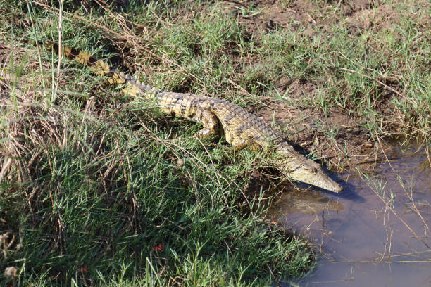 istock Nilkrokodil / Nile crocodile / Crocodylus niloticus 2193018244