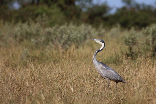 The Goliath heron (Ardea goliath), also known as the giant heron, is a very large wading bird of the heron family, Ardeidae. Masai Mara National Reserve, Kenya.