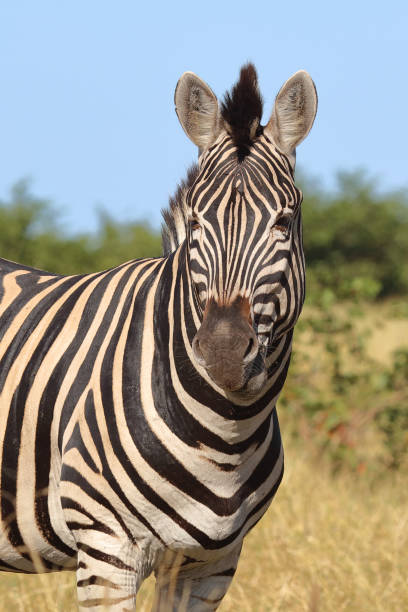 istock Steppenzebra / Burchell's zebra / Equus quagga burchellii 2193018348