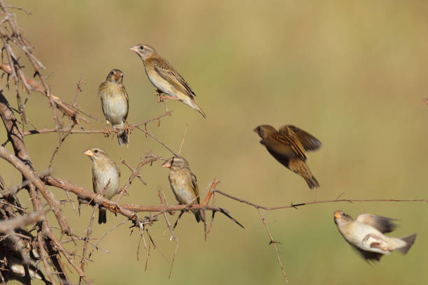 istock Blutschnabelweber / Red-billed quelea or Red-billed weaver / Quelea quelea 2193018718