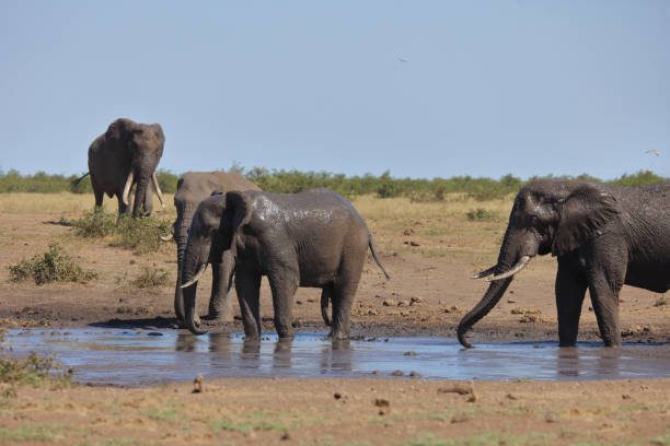 istock Afrikanischer Elefant / African elephant / Loxodonta africana 2193019440