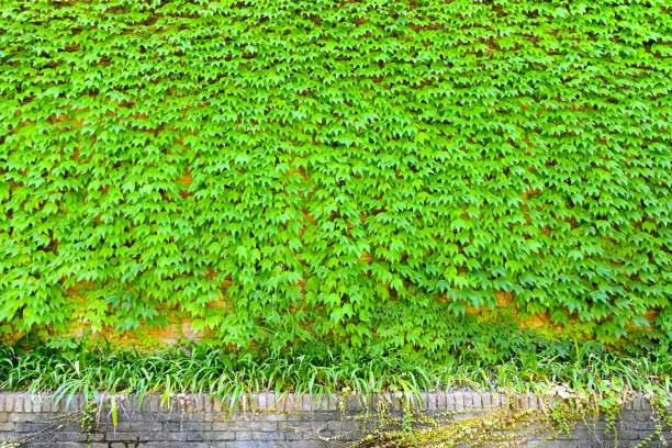 Green wall background of Boston ivy, [Parthenocissus tricuspidata]