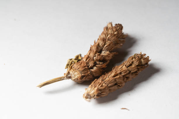 chinese medicine  selfheals, quare-stem, prunella spike