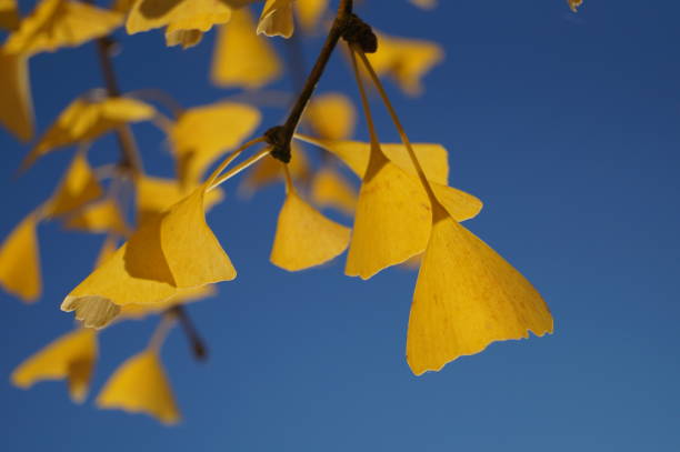 istock Yellow Ginkgo leaves 2193023083